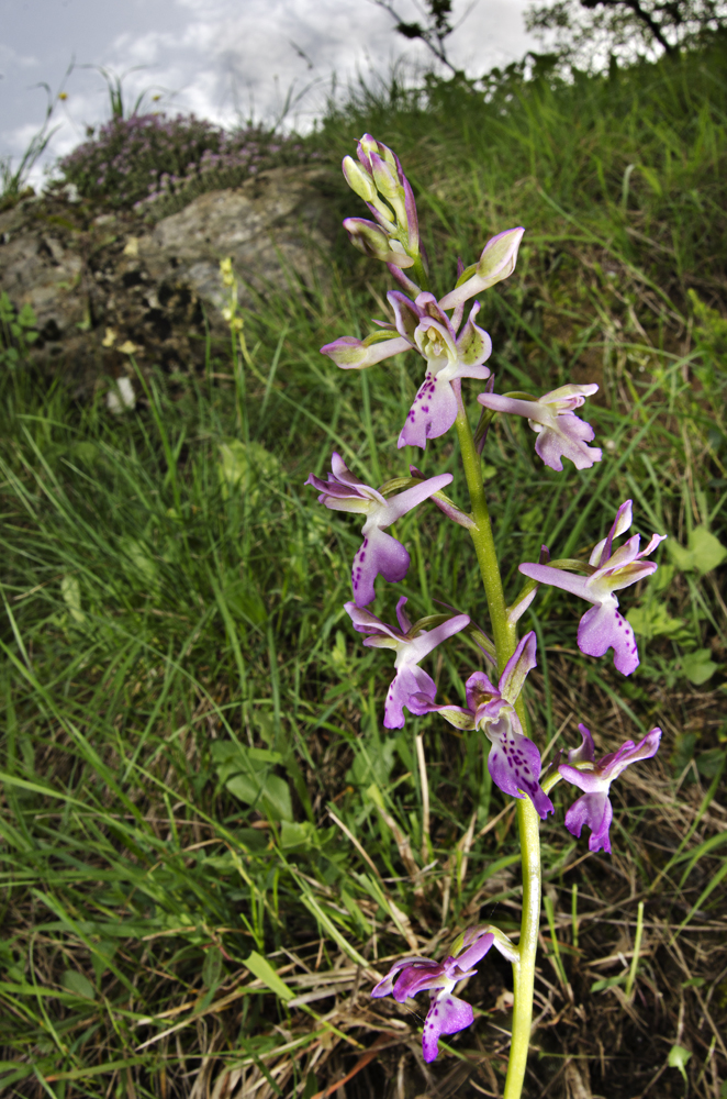Green Spotted Orchid (Orchis patens)