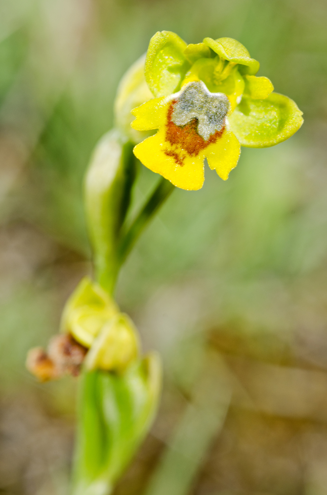 Yellow Ophrys (Ophrys lutea)
