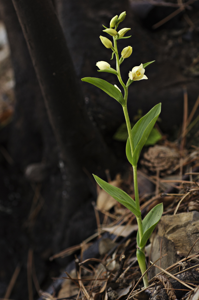White Helleborine (Cephalantera damasonium)