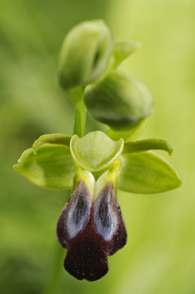 Sombre Bee-orchid (Ophrys funerea)
