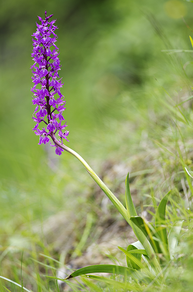 Early Purple Orchid (Orchis mascula)