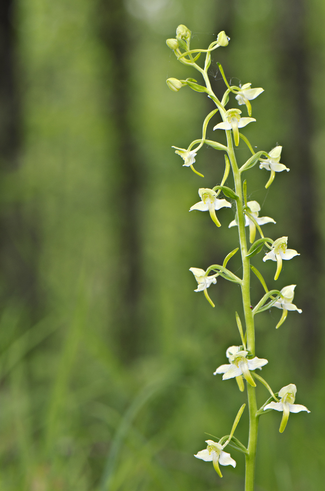 Greater Butterfly-orchid (Platanthera chlorantha)