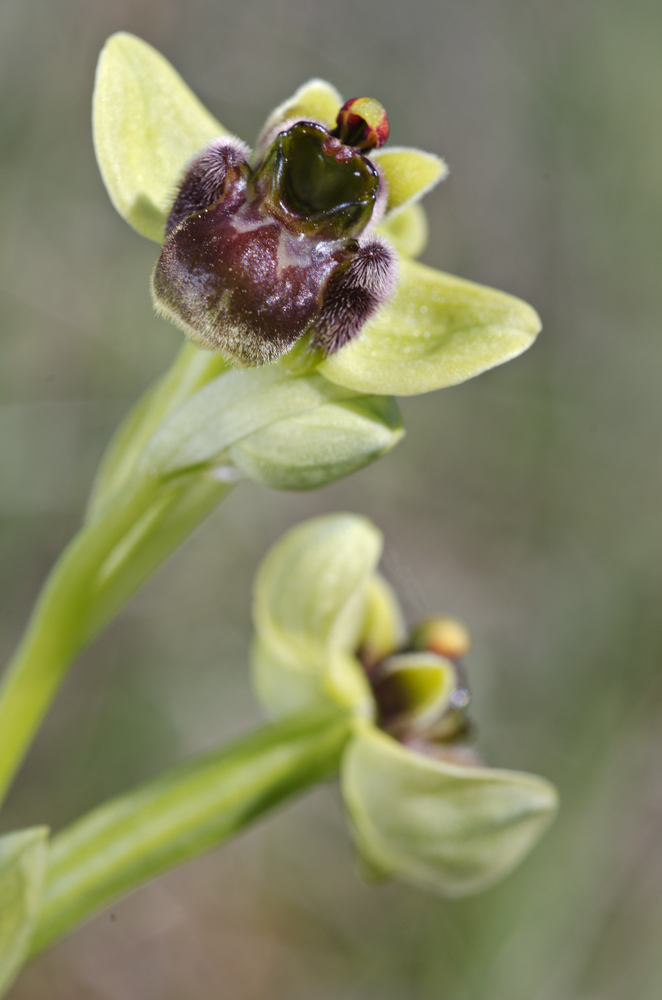 bumblebee orchid (Ophrys bombyliflora)