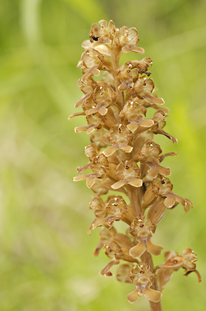 Bird's-nest Orchid (Neottia nidus-avis)