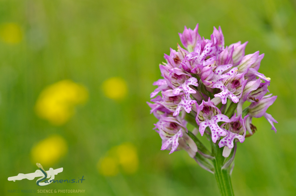 Three-toothed orchid (Neotinea tridentata)