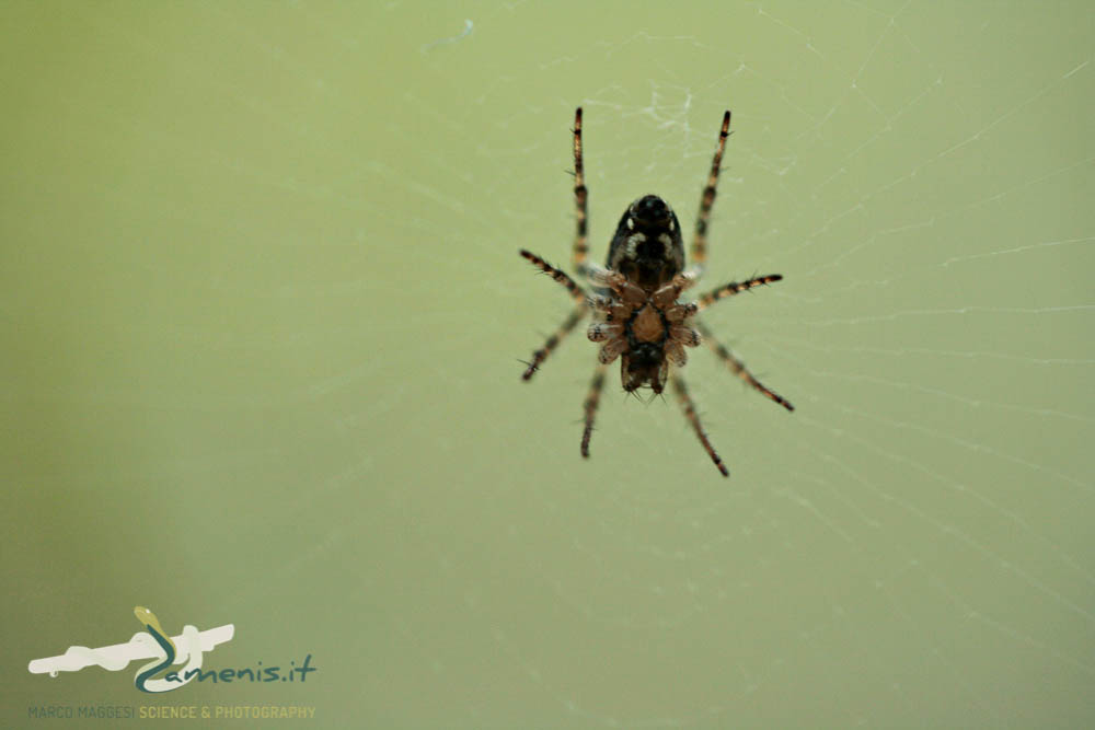 typical orb-weaver spider (Araneidae)