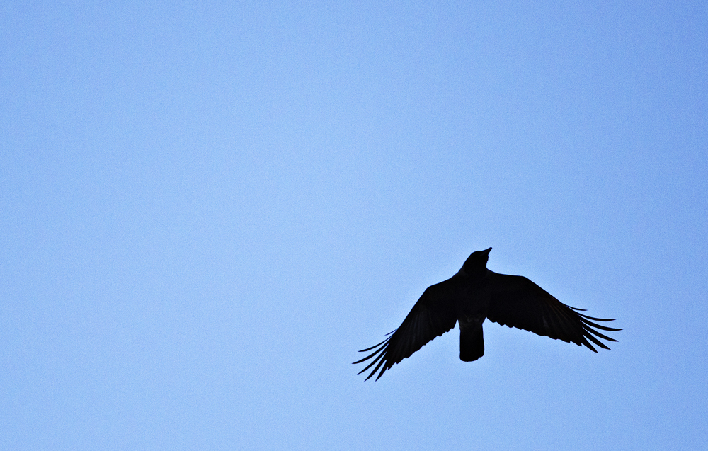 The Hoodiecrow (Corvus cornix)