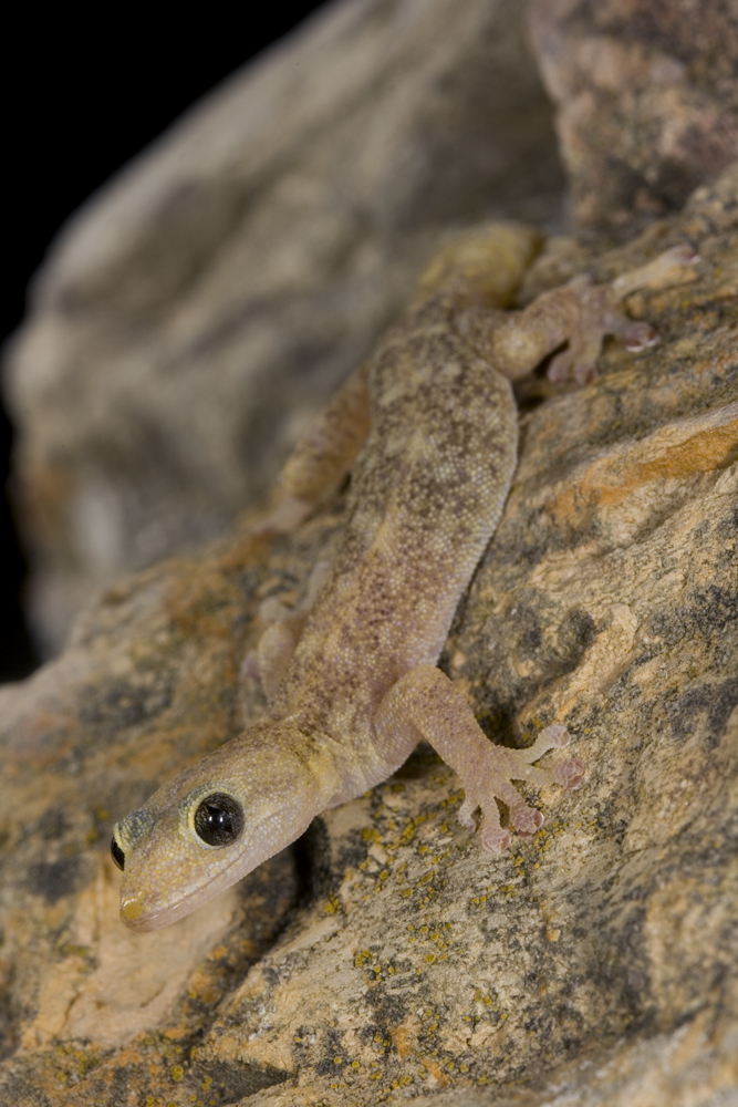 European leaf-toed gecko (Euleptes europaea)