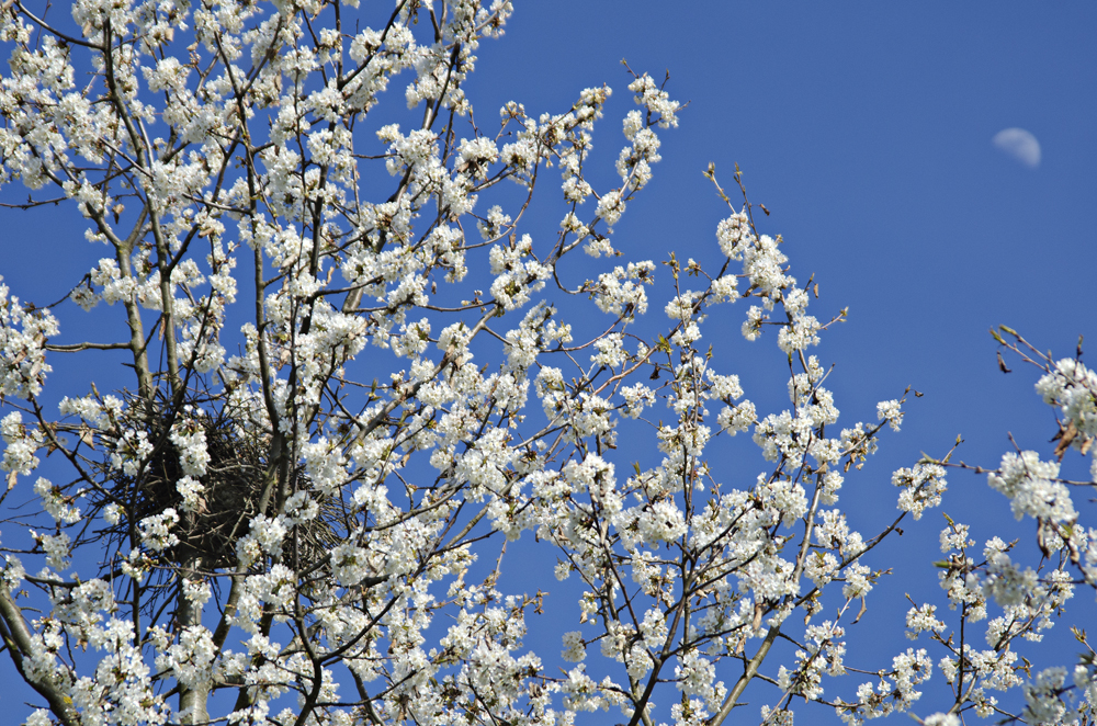 nest on Bird cherry (Prunus avium)