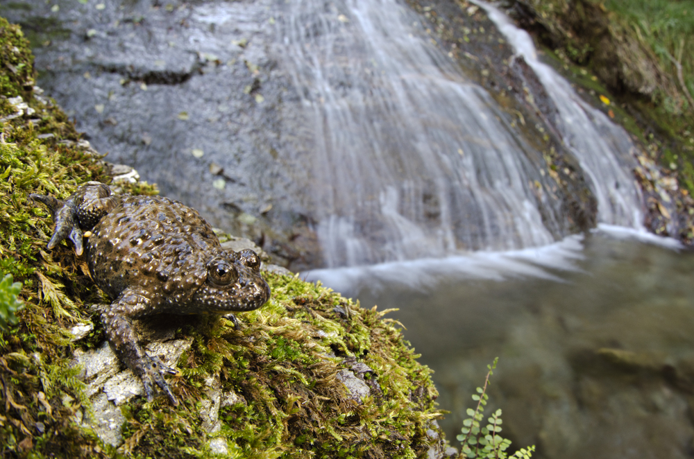 Apennine yellow-bellied toad (Bombina pachypus)