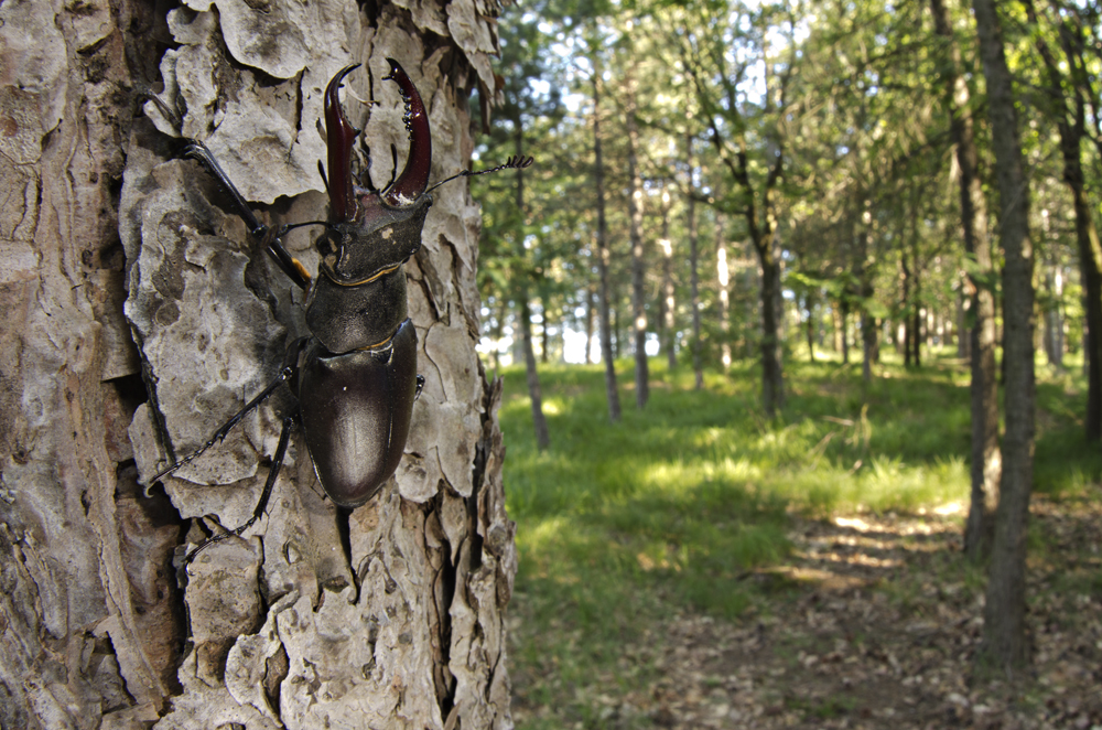 Stag Beetle (Lucanus cervus), male