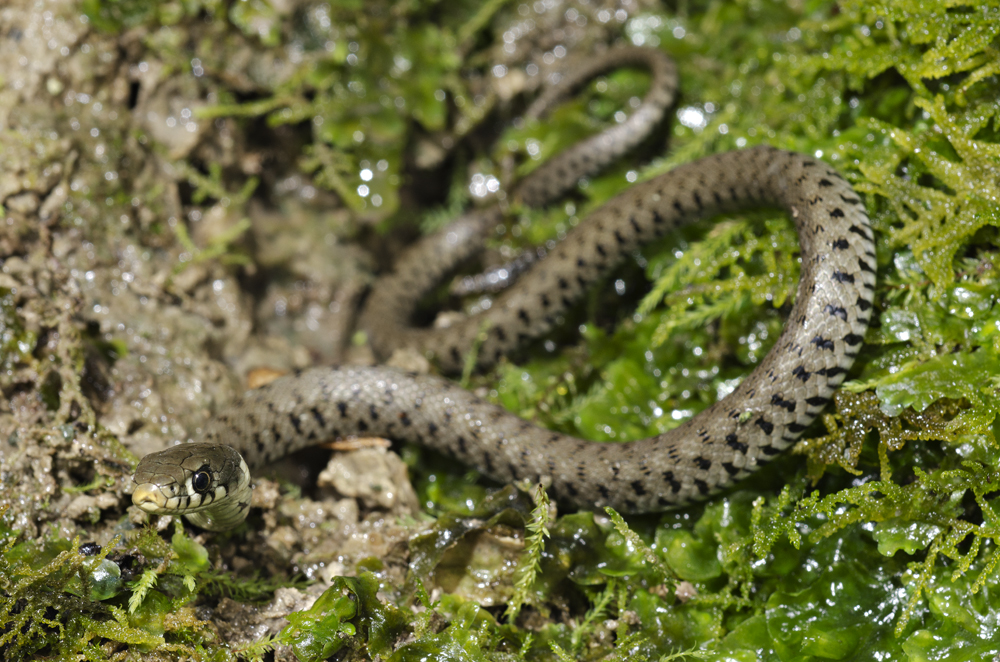 Water snake (Natrix natrix)