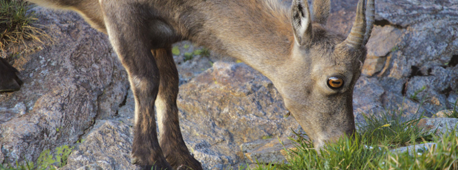MOUNTAIN ENVIRONMENT/ Alpine ibex (Capra ibex)