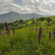 WILD ORCHIDS