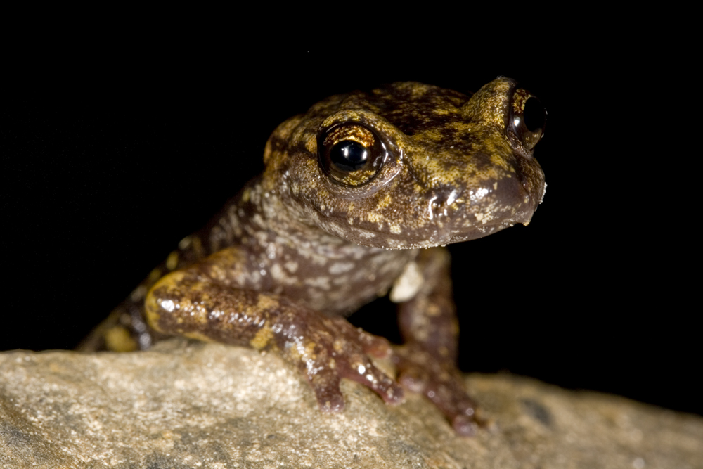 Cave salamander (Speleomantes strinatii)