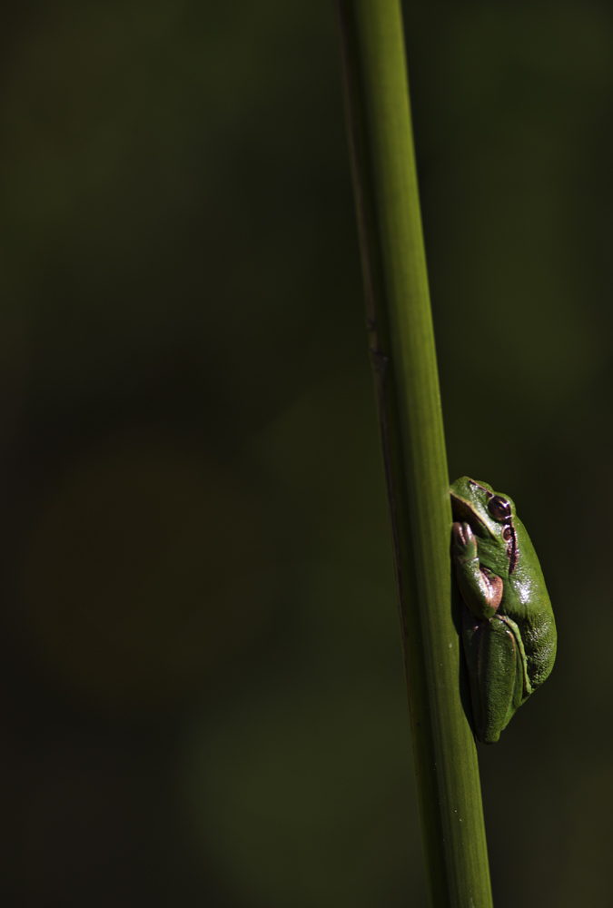 Mediterranean tree frog (Hyla meridionalis)