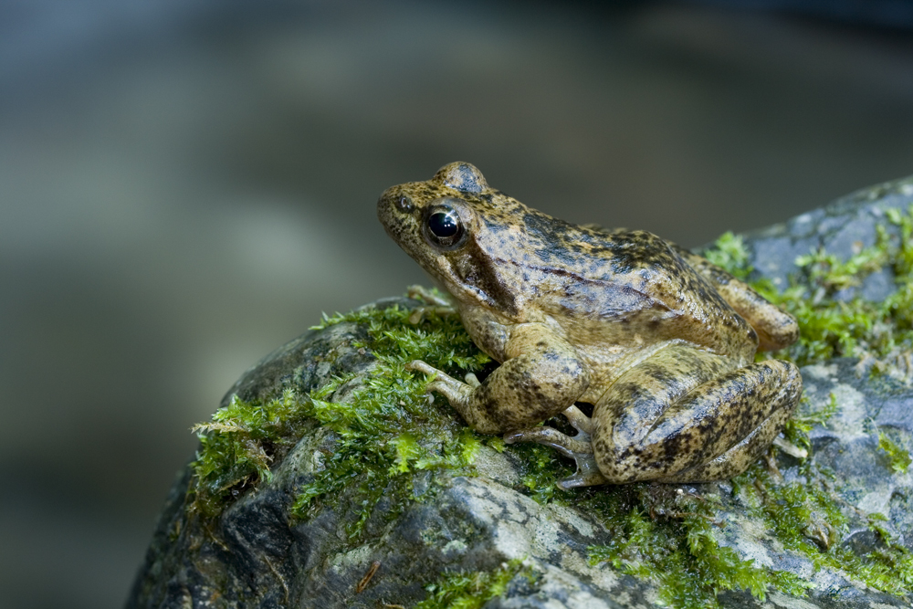 Italian stream frog (Rana italica)