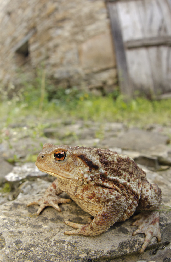 European toad (Bufo bufo)