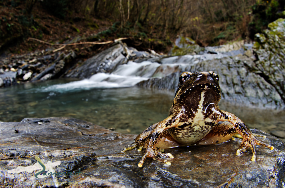 Italian stream frog (Rana italica)