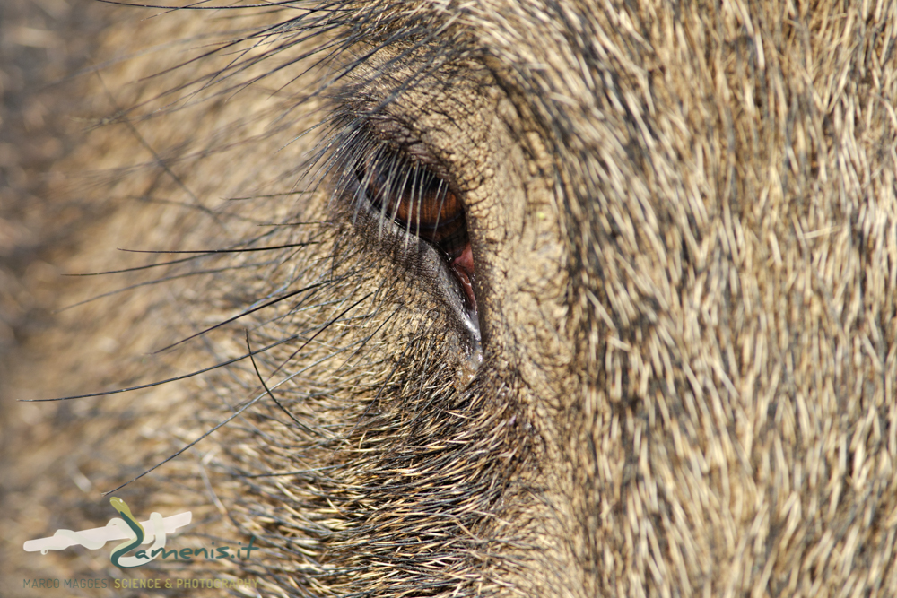 Wild boar (Sus scrofa), female