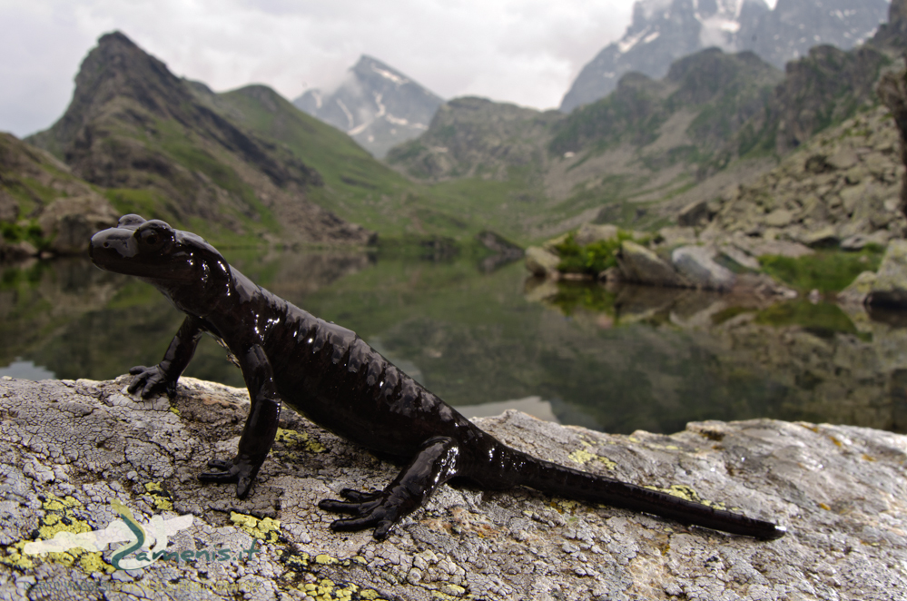 Lanza's alpine salamander (Salamandra lanzai)