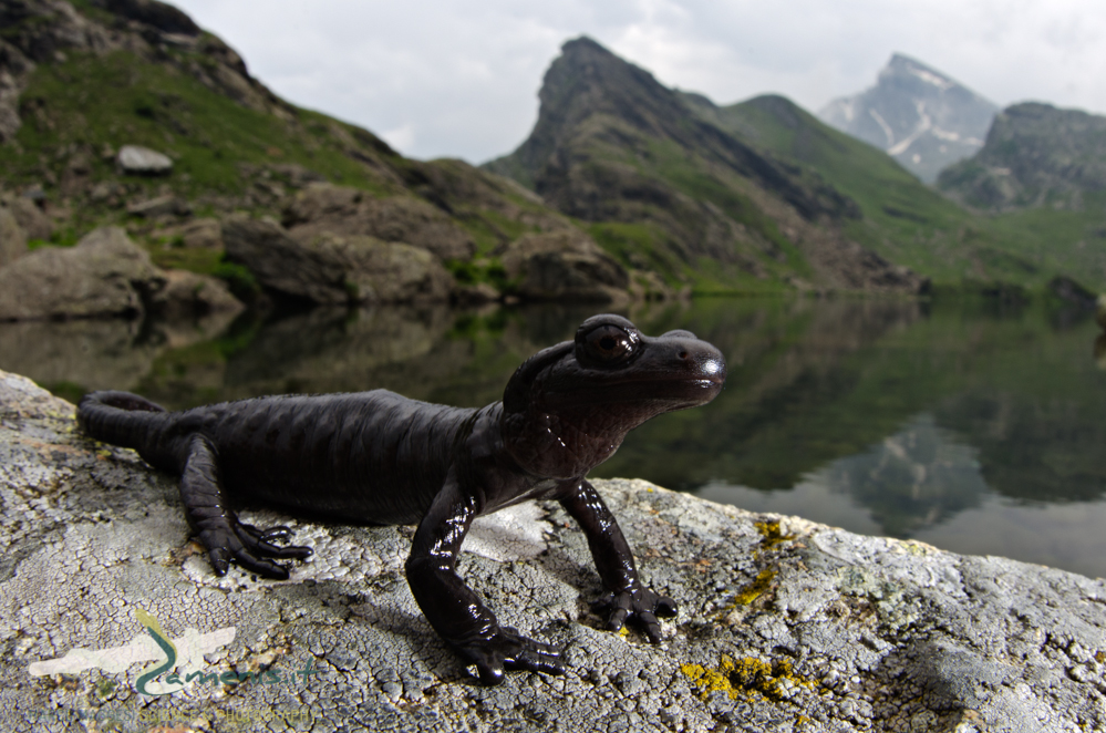 Lanza's alpine salamander (Salamandra lanzai)
