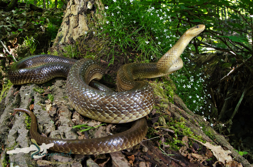 Aesculapian Snake (Zamenis longissimus)