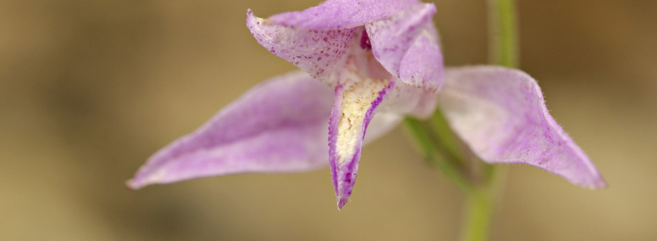 WILD ORCHIDS/ Red Helleborine (Cephalanthera rubra)