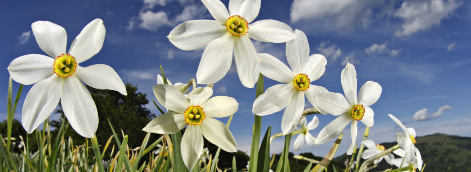 GRASSLANDS / Poet's daffodil (Narcissus poeticus)