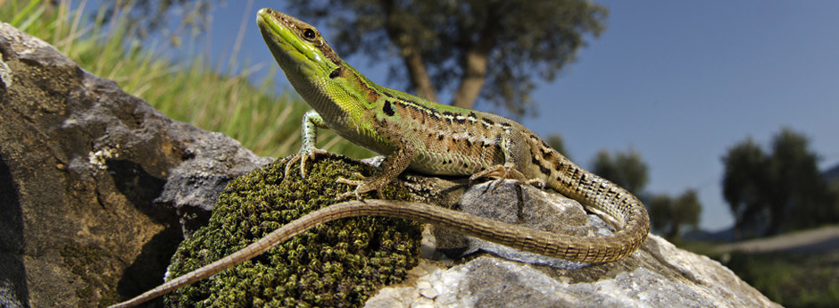 DRYLANDS/ Italian wall lizard (Podarcis sicula)