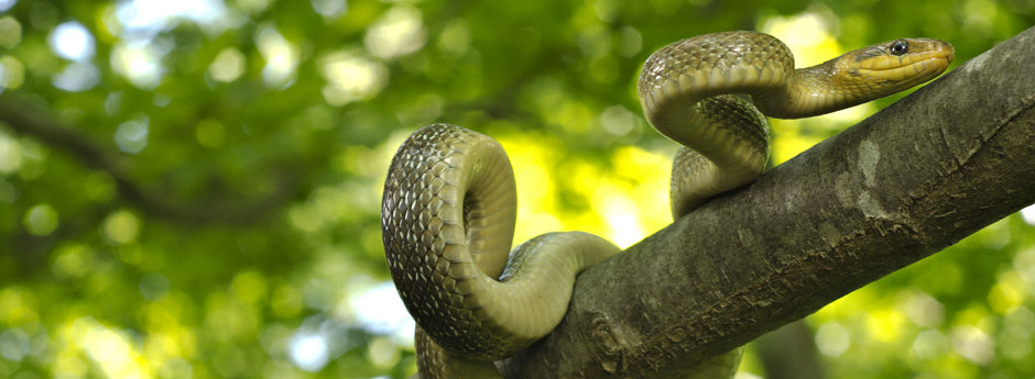 WOODLANDS/ Aesculapian Snake (Zamenis longissimus)