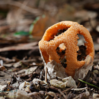 Clathrus ruber